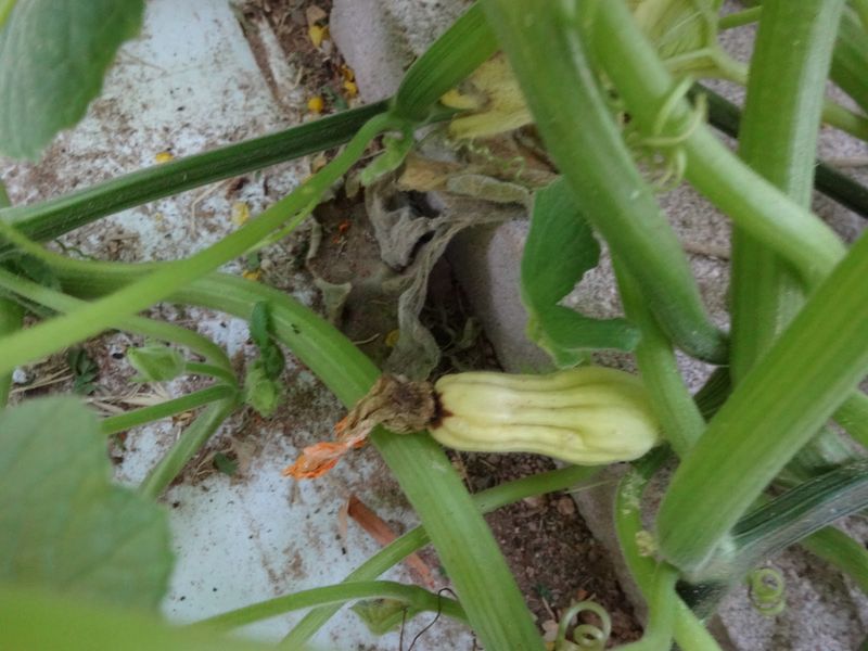 Poor Pollination Leaving Tiny Zucchini To Shrivel Poor Pollination Leaving Tiny Zucchini To Shrivel