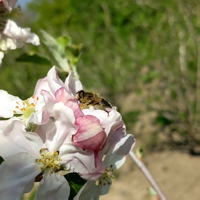 Poor Pollinator Activity During Cool Wet Spring Weather