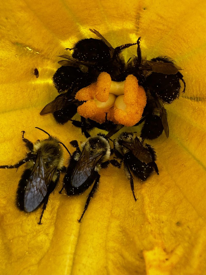 Poor Pollinator Activity In Your Garden Poor Pollinator Activity In Your Garden