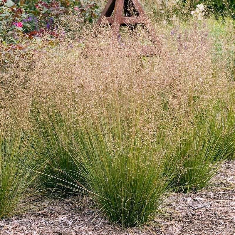 Poor Soil Can Keep This Grass Looking Its Best