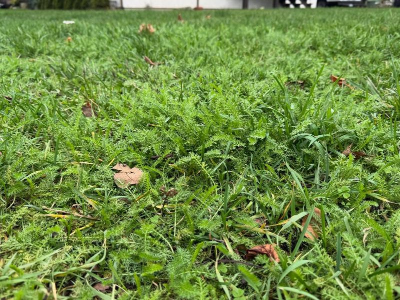 Poorer Soil Usually Does Not Slow It Down Much