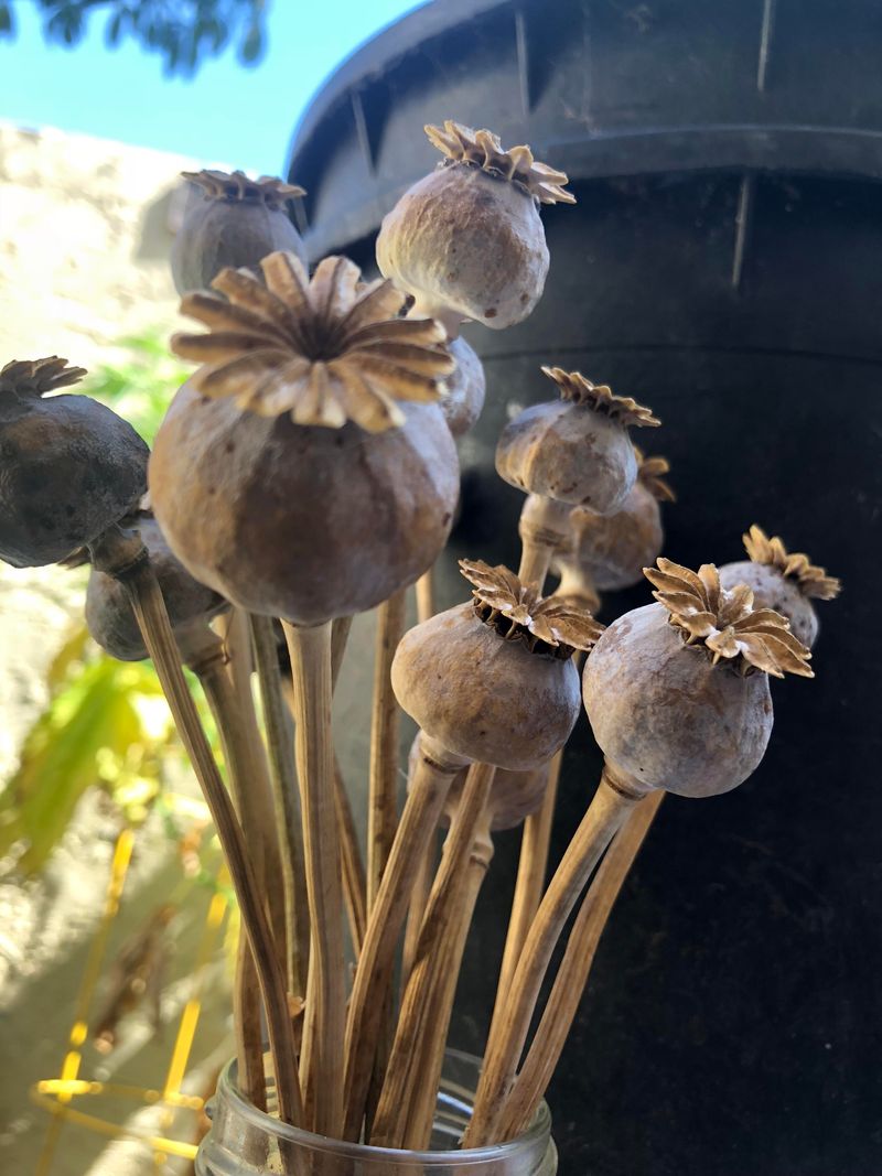 Poppies Before Their Pods Get Soaked Poppies Before Their Pods Get Soaked