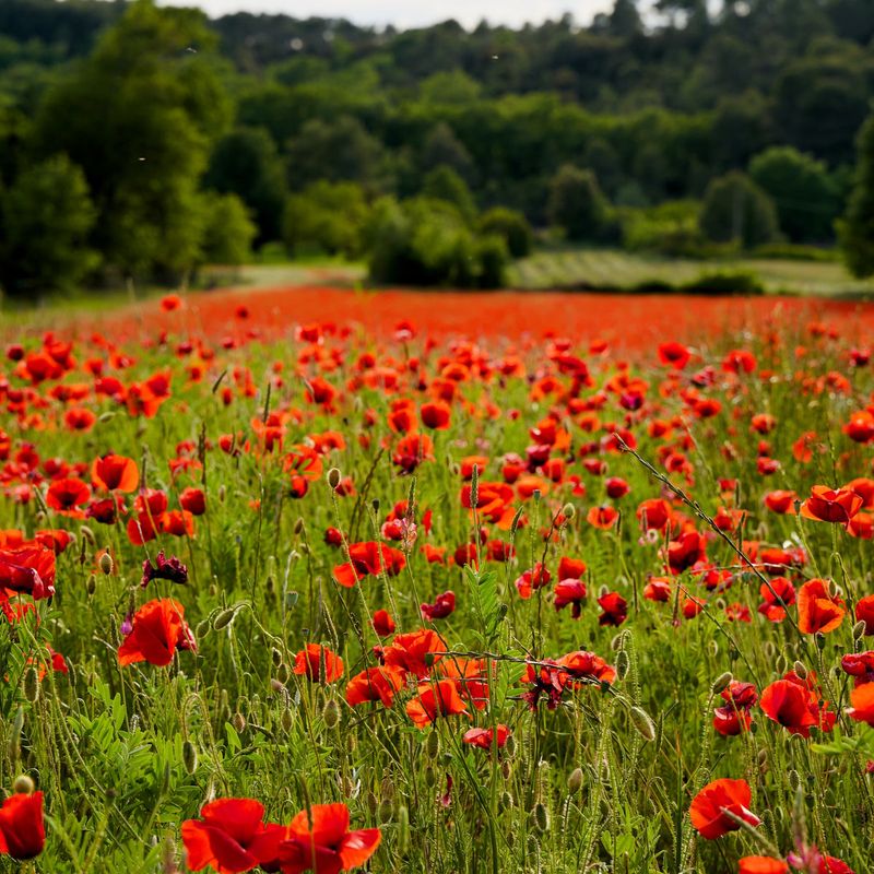 Poppies Poppies