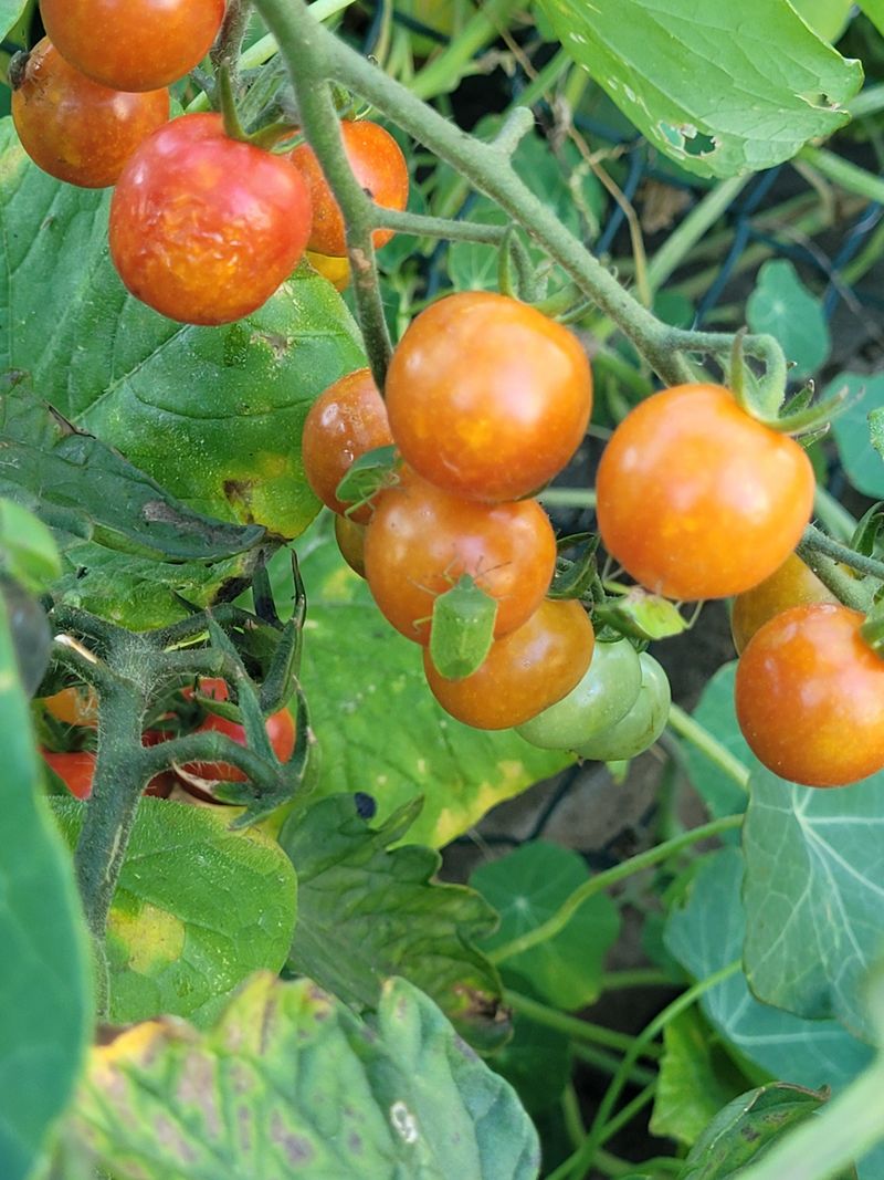 Populations Peak As Tomatoes Begin To Ripen