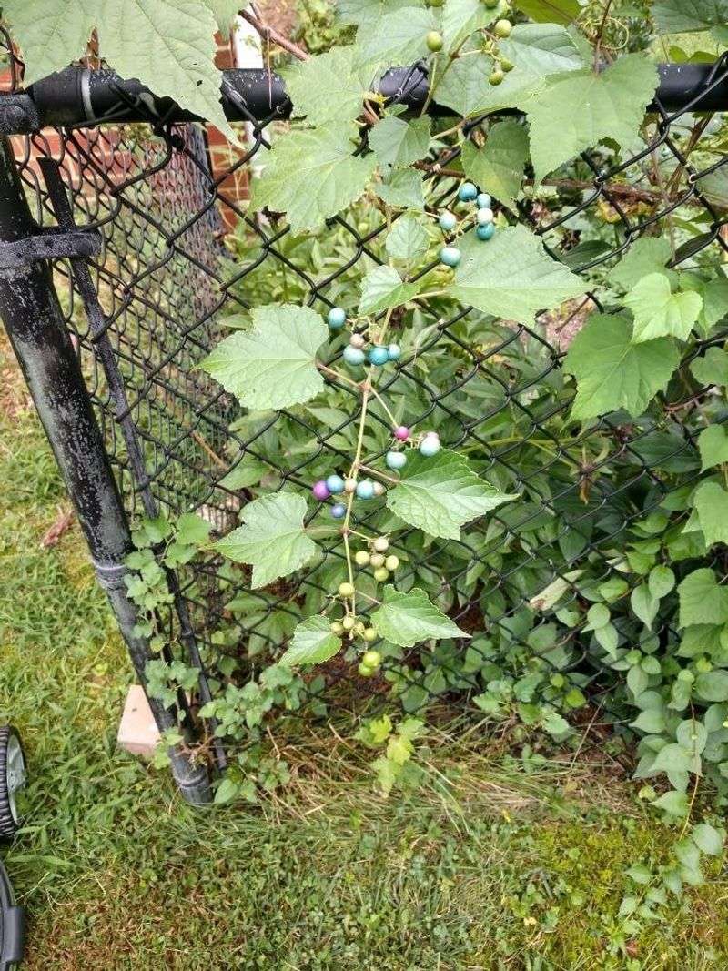 Porcelain Berry Is A Fast-Growing Vine That Can Overrun Landscapes Porcelain Berry Is A Fast-Growing Vine That Can Overrun Landscapes