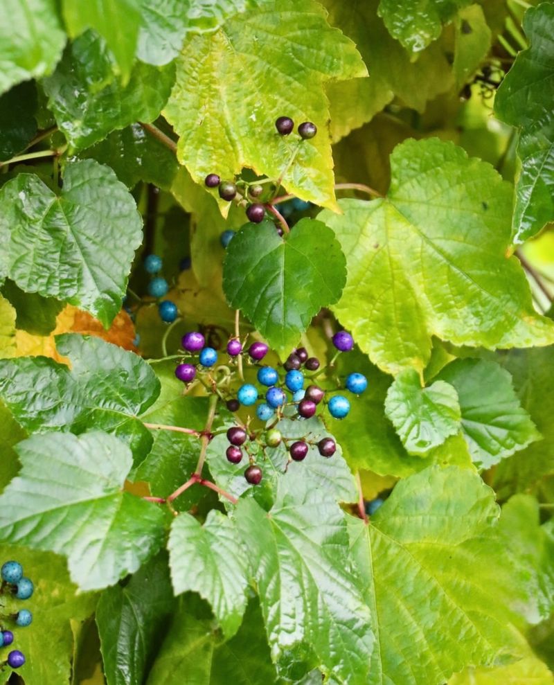 Porcelain Berry