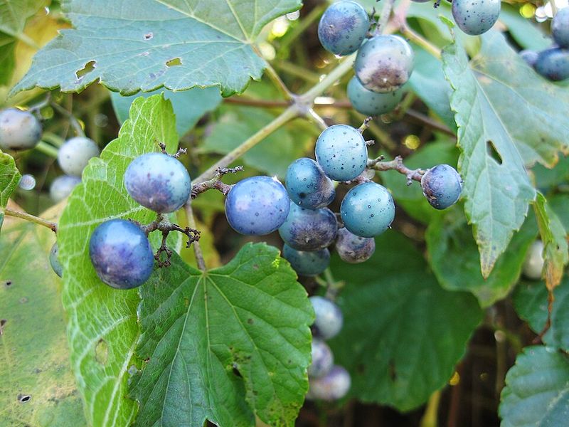Porcelainberry (Ampelopsis Brevipedunculata) Porcelainberry (Ampelopsis Brevipedunculata)
