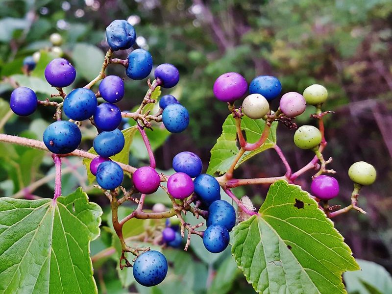 Porcelainberry Can Escape A Trellis And Spread Into Natural Areas