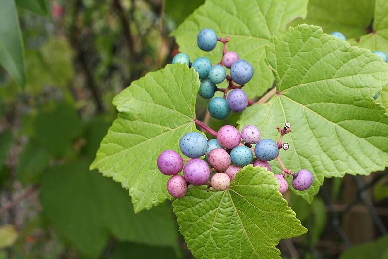 Porcelainberry Entered The State Ban In 2023 Porcelainberry Entered The State Ban In 2023