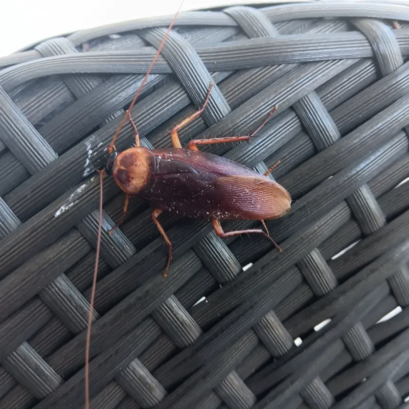 Porch Clutter Gives Roaches More Places To Hide