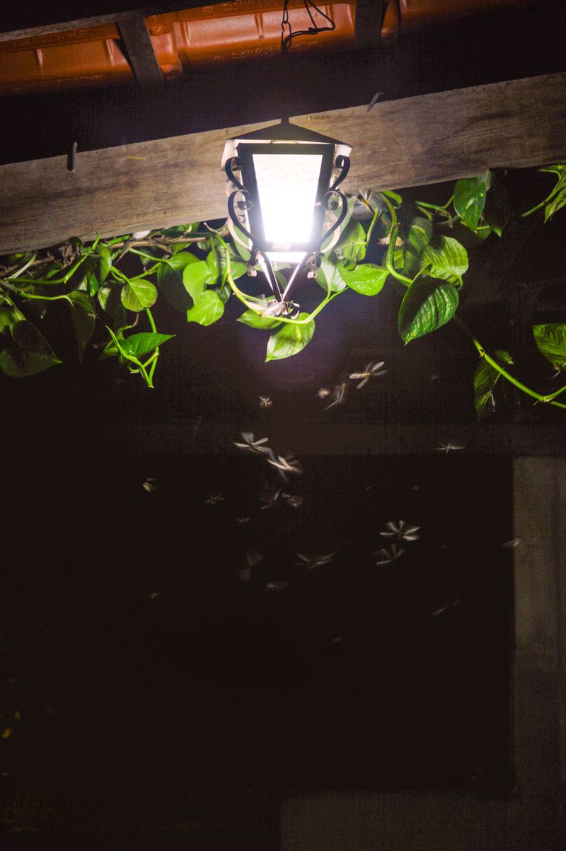 Porch Lights Attract Insects And Frogs