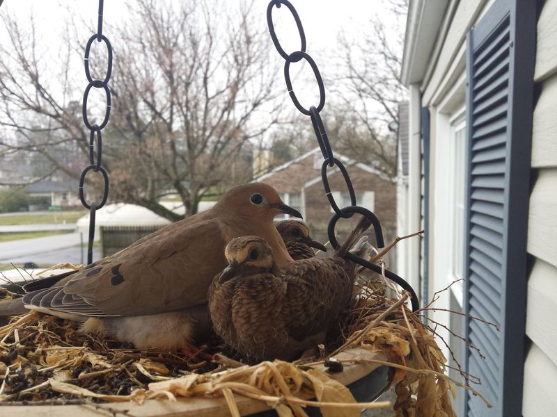 Porches Offer Ideal Shelter From Weather And Predators