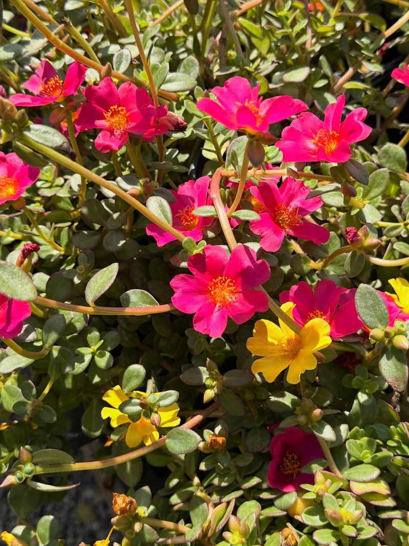 Portulaca Spills Flowers Across The Hottest Container Edges