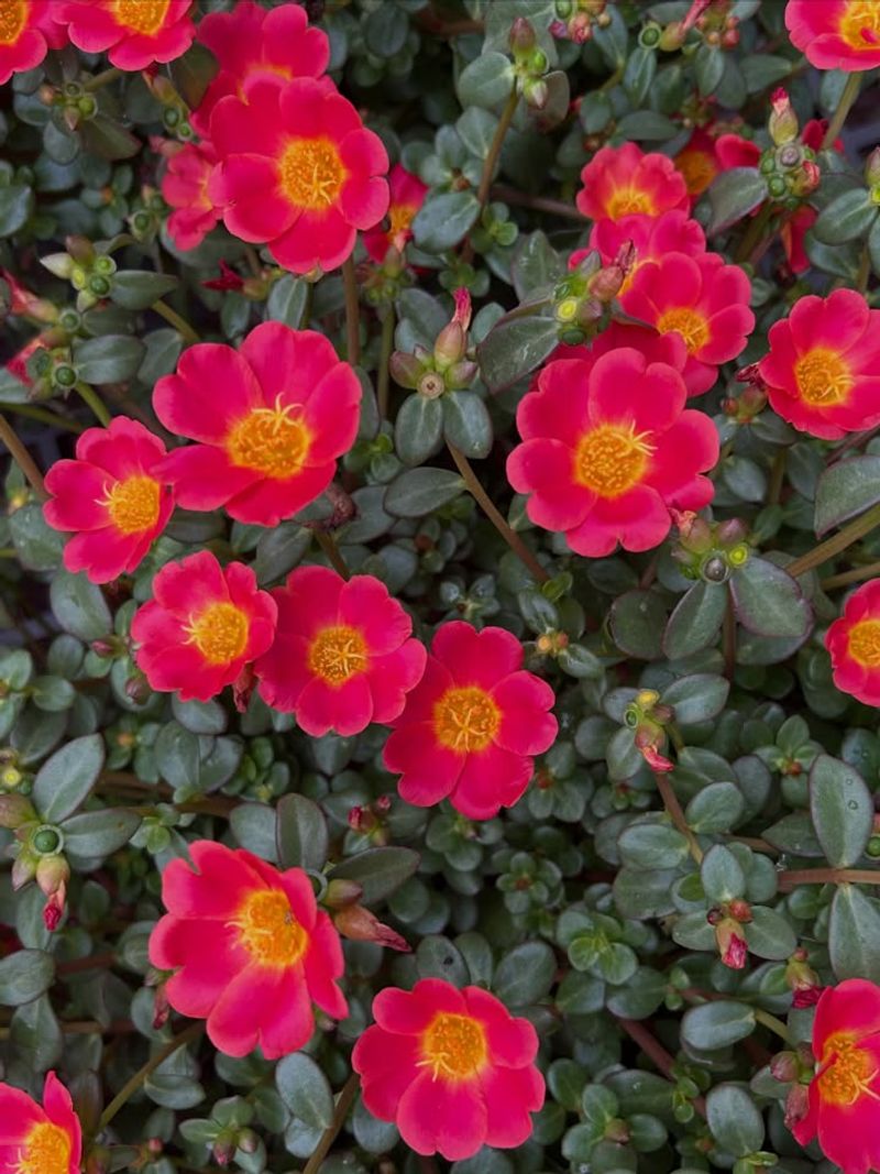 Portulaca Stores Water In Its Leaves