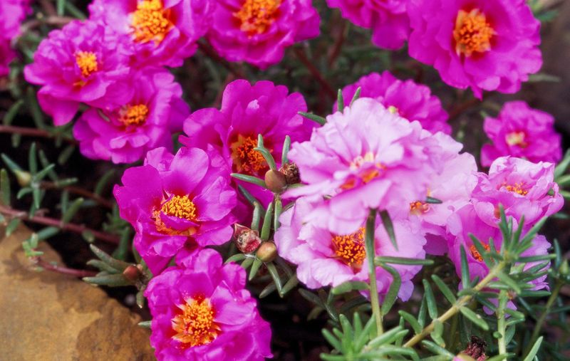 Portulaca Thrives Where Thirstier Flowers Struggle