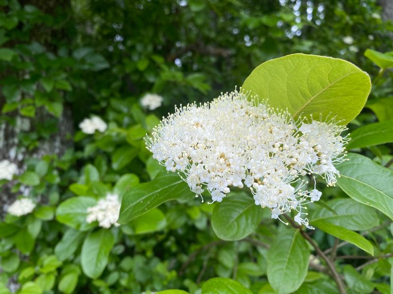Possomhaw Viburnum Is The Native Behind This Swap Possomhaw Viburnum Is The Native Behind This Swap