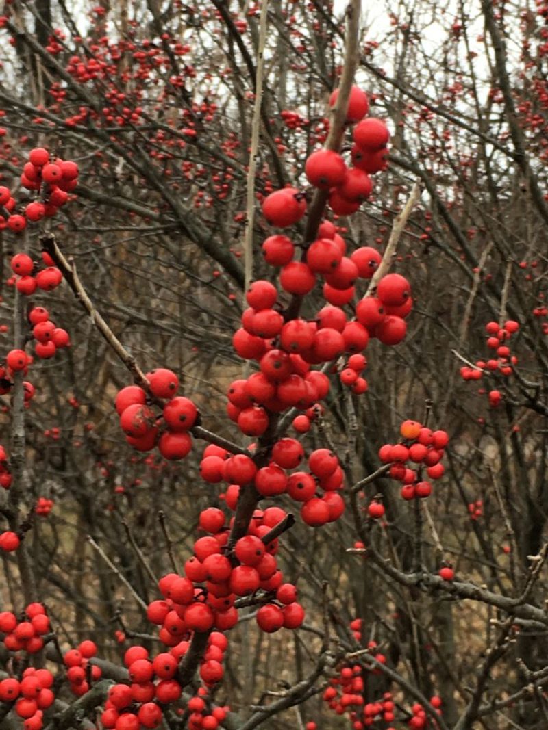 Possumhaw Holly