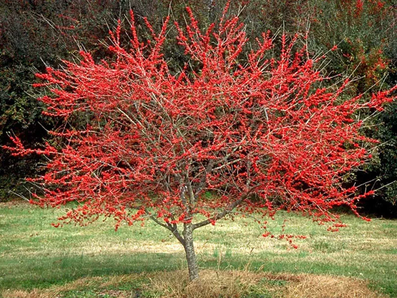 Possumhaw Holly Possumhaw Holly