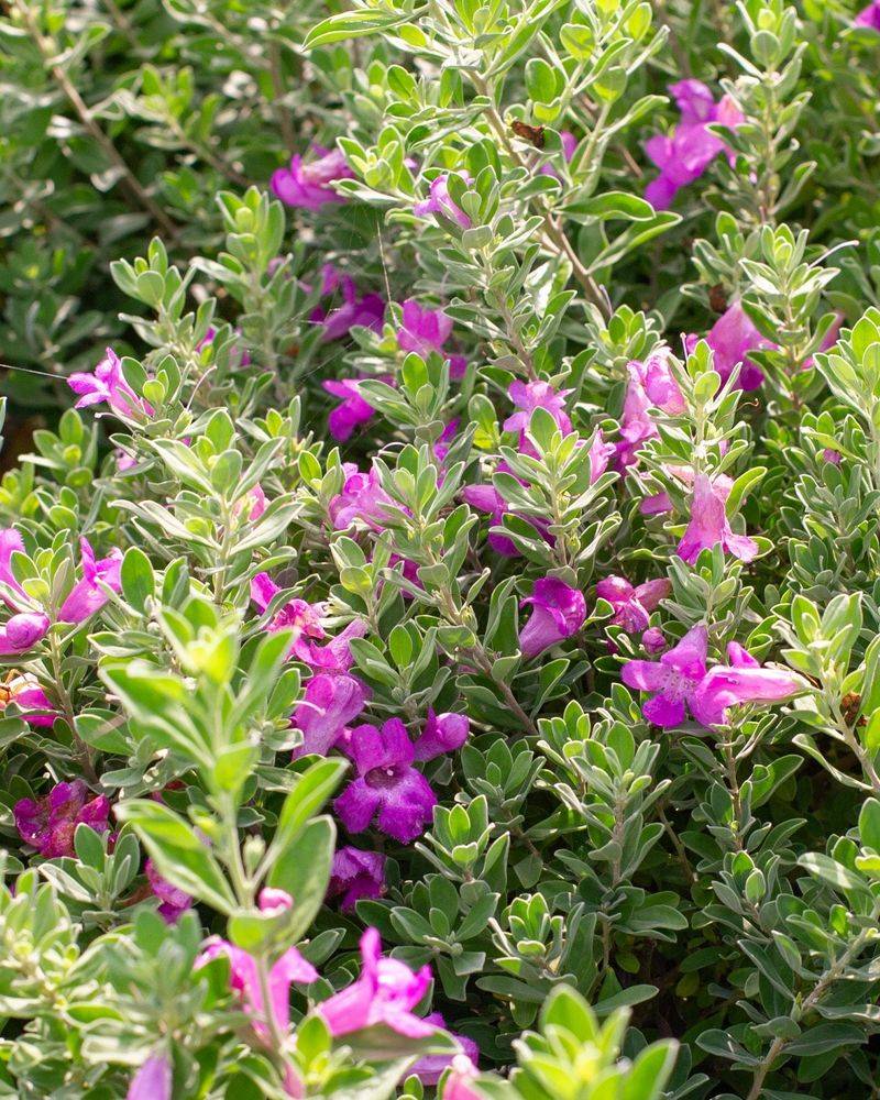 Post-Pruning Fertilizer Makes Heat Stress Worse