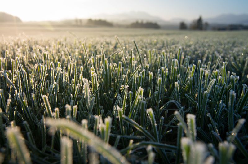 Potassium Improves Cold And Drought Tolerance Potassium Improves Cold And Drought Tolerance