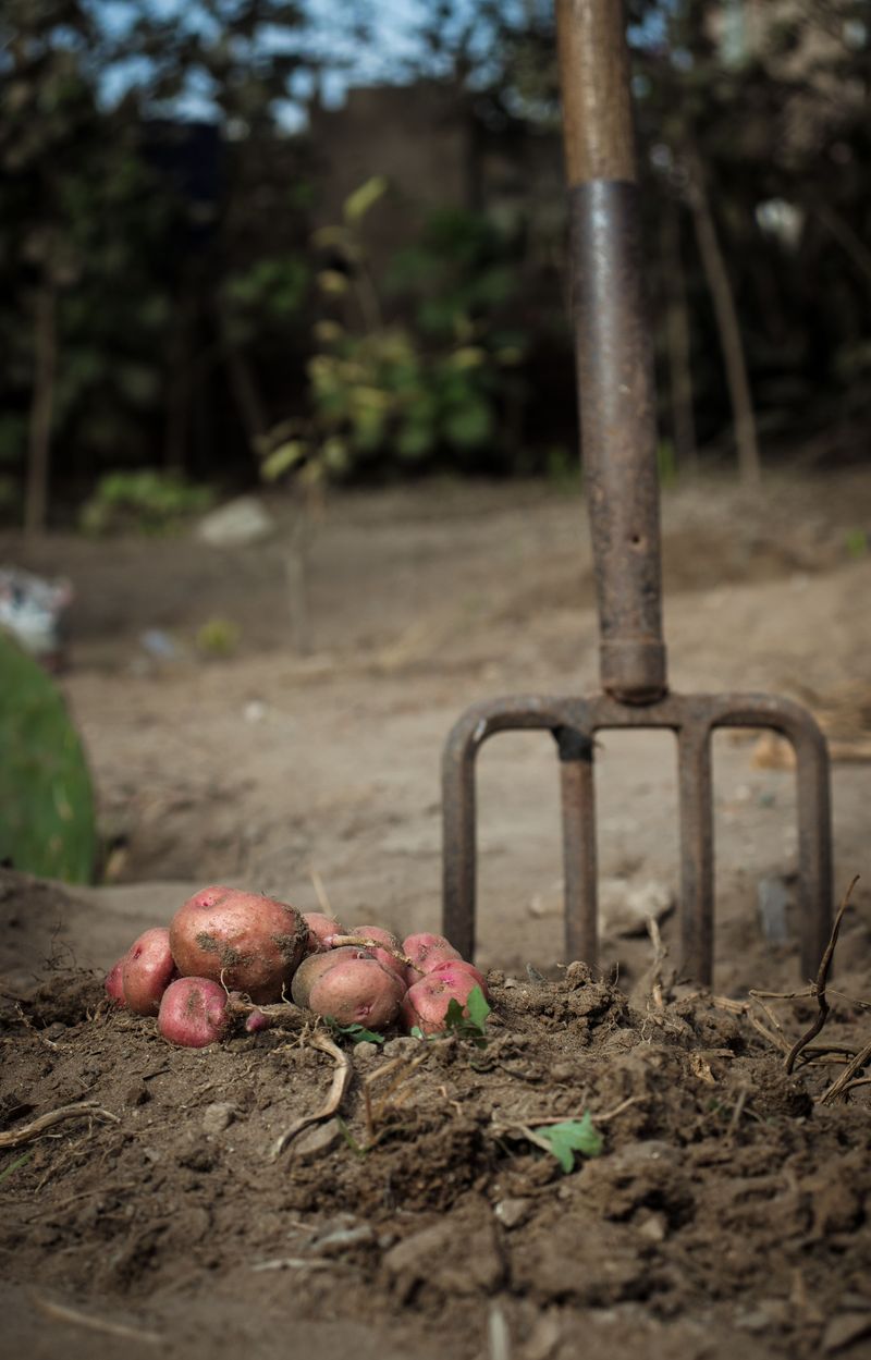Potatoes