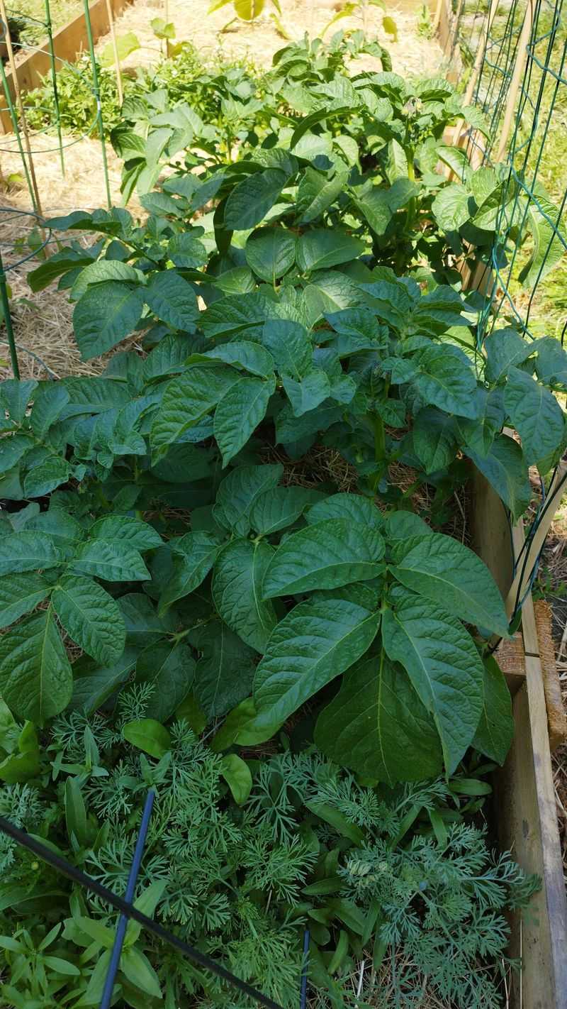 Potatoes Growing Leaves Instead Of Better Tubers Potatoes Growing Leaves Instead Of Better Tubers