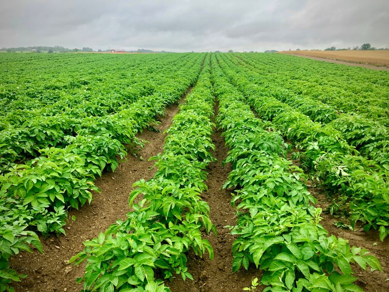 Potatoes