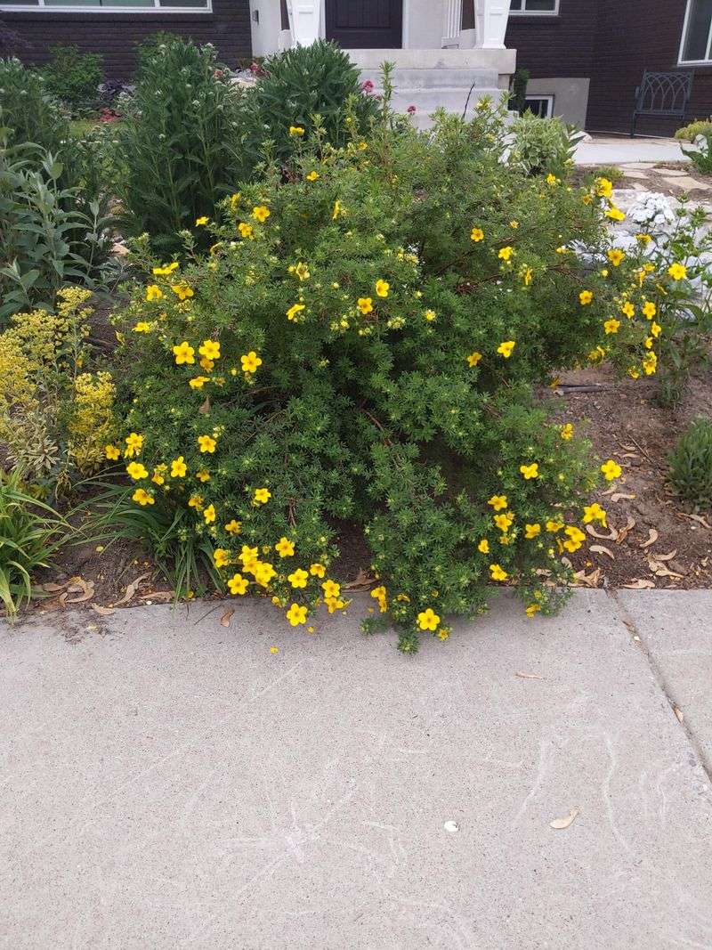 Potentilla Stays Low And Easy To Maintain Potentilla Stays Low And Easy To Maintain