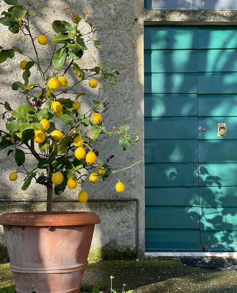 Pots Lose Moisture Faster Than Garden Soil