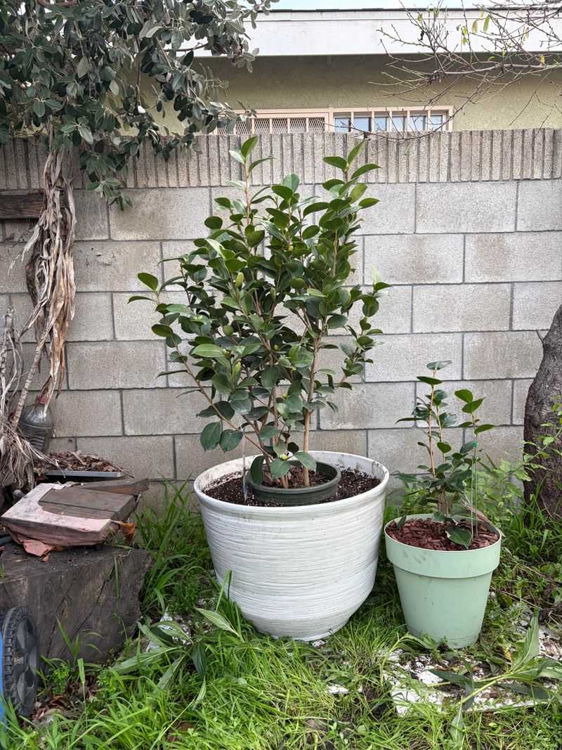 Potted Camellias Dry Out Faster Than You Think Potted Camellias Dry Out Faster Than You Think