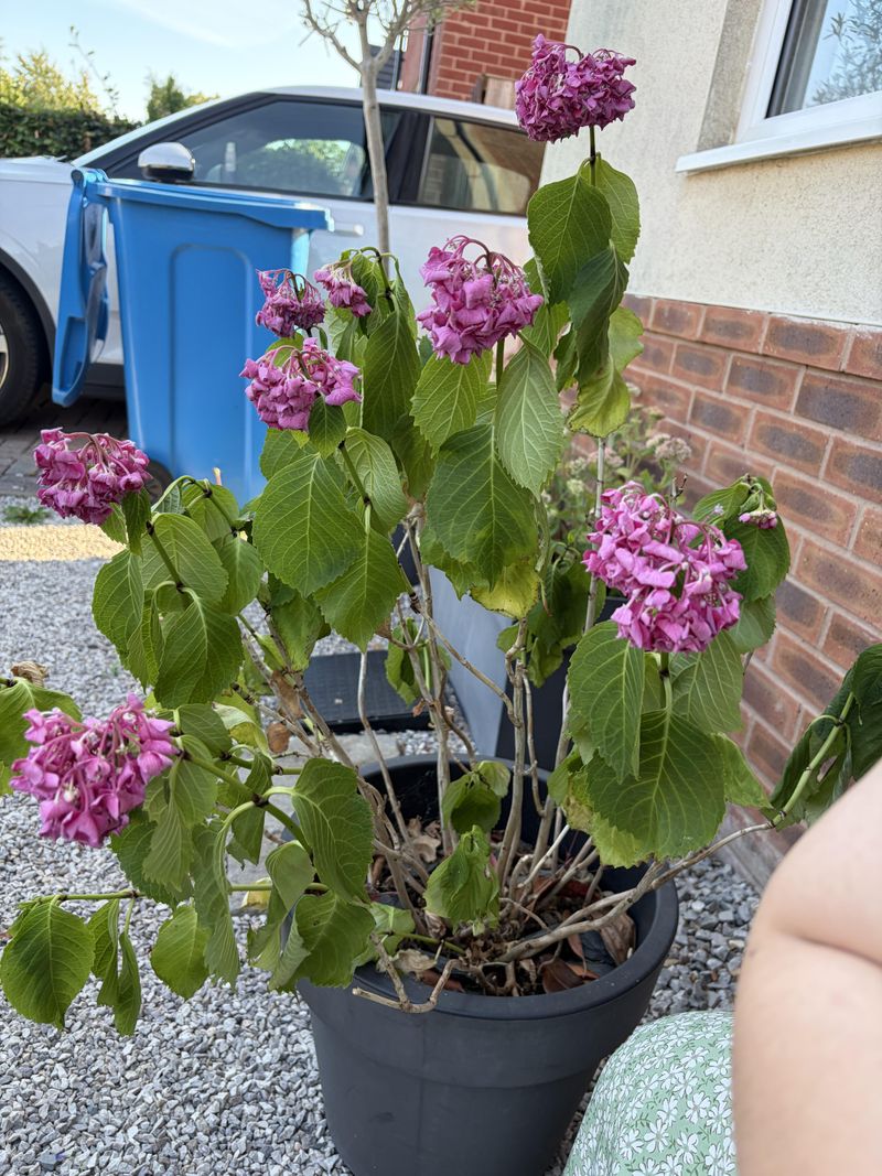 Potted Hydrangeas Heating Up Much Faster Potted Hydrangeas Heating Up Much Faster