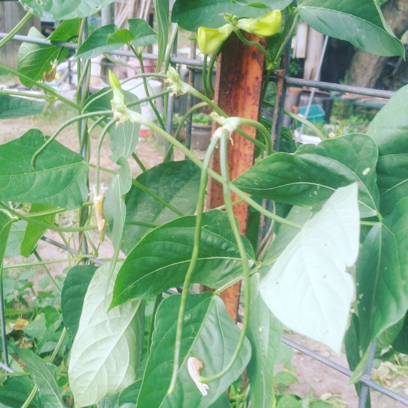 Powdery Mildew Can Become A Concern In Hot Rainy Weather