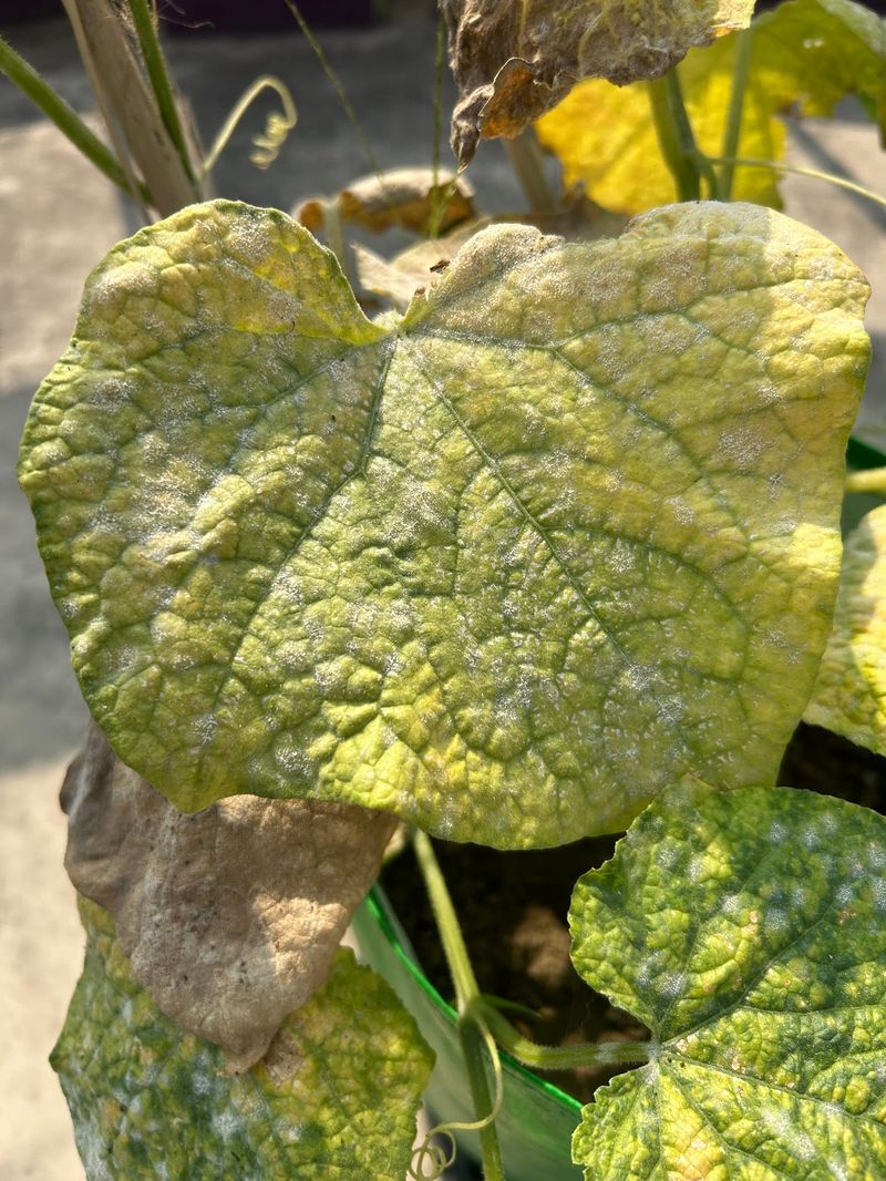 Powdery Mildew Can Start Before You Notice White Spots