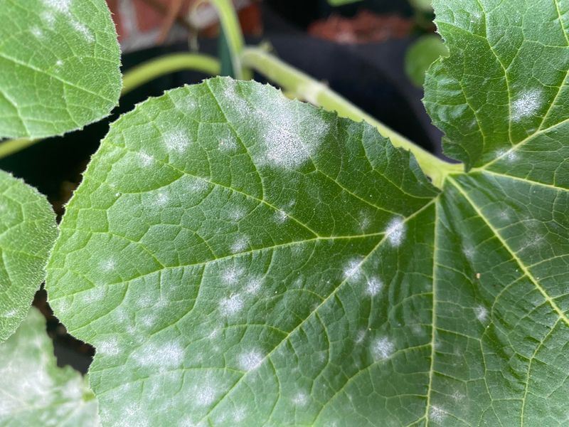 Powdery Mildew Fungus Behind The White Coating On Squash Leaves Powdery Mildew Fungus Behind The White Coating On Squash Leaves