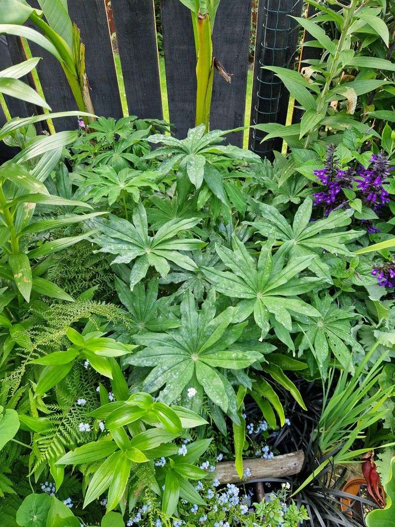 Powdery Mildew Loves Crowded Plants
