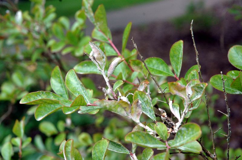 Powdery White Leaves Point To A Different Fall Problem