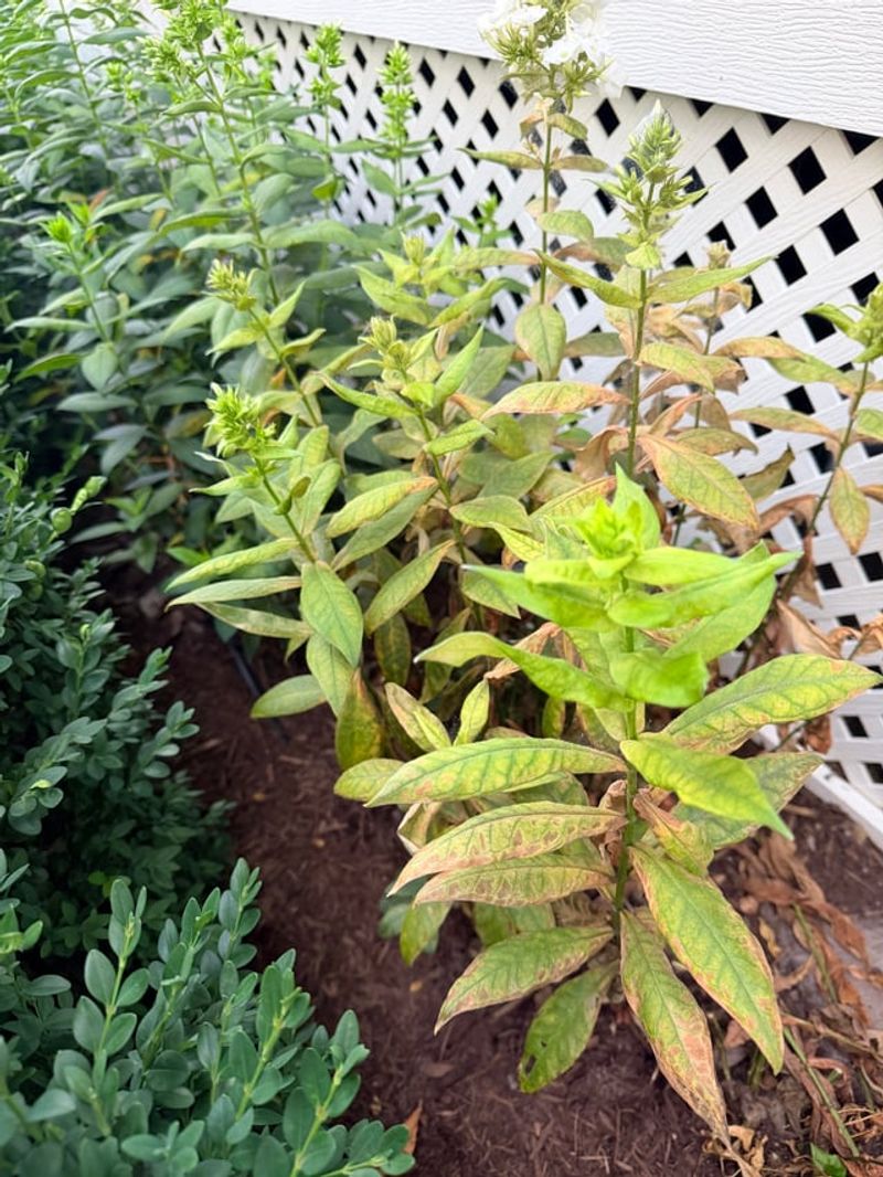 Powdery Yellow Leaves Point Toward Mildew