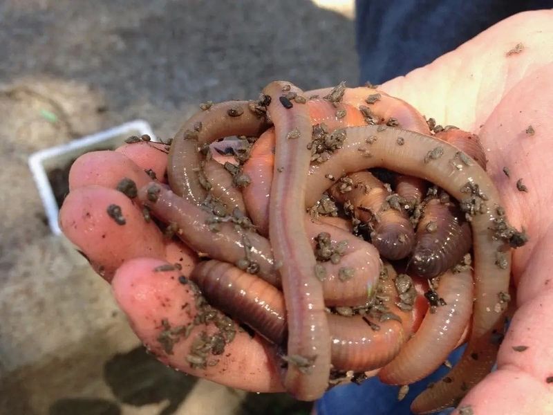 Practical Steps After Finding Jumping Worms