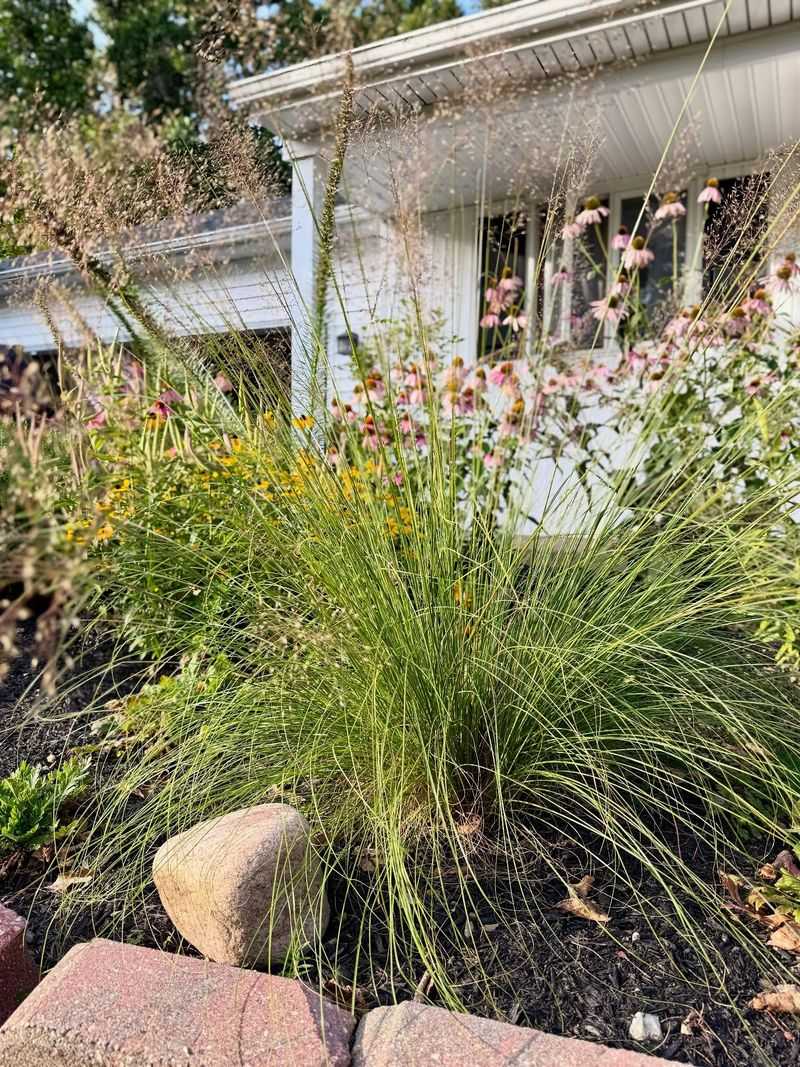 Prairie Dropseed Creates A Neat Fine-Textured Edge Prairie Dropseed Creates A Neat Fine-Textured Edge