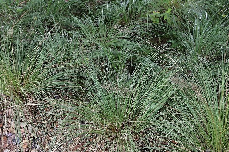 Prairie Dropseed Feels At Home Where The Soil Bakes