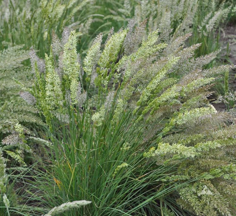 Prairie Junegrass Gives Smaller Borders A Lighter Look Prairie Junegrass Gives Smaller Borders A Lighter Look
