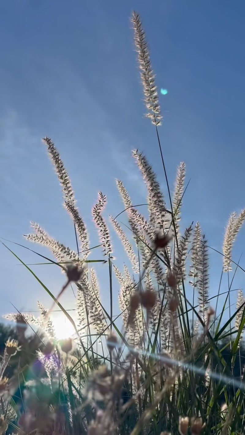 Prairie Plants Handle The Heat