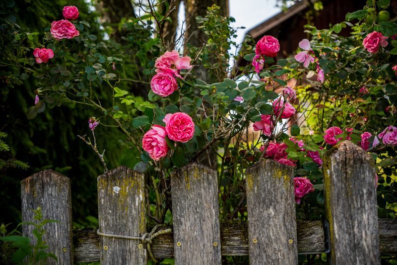 Prairie Roses Spreading Along Fence Lines Prairie Roses Spreading Along Fence Lines