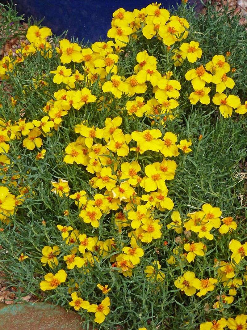 Prairie Zinnia Handles Open Desert Heat