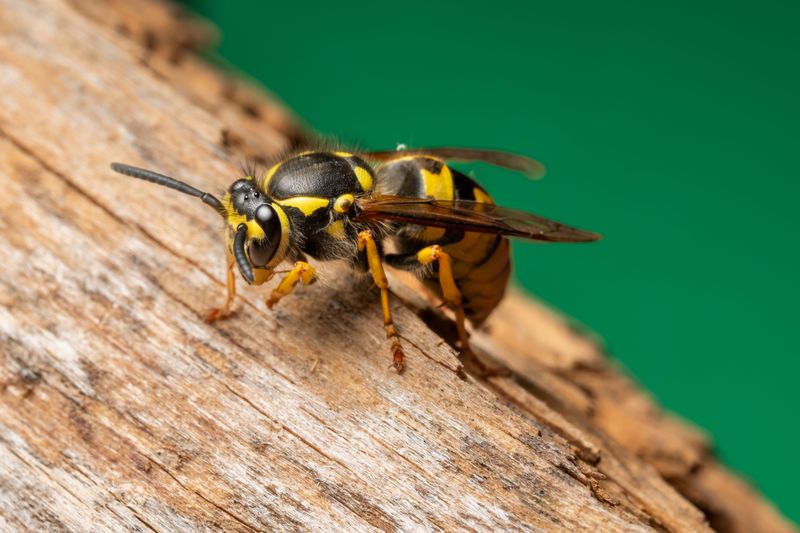 Precautions That Lower Your Risk Of Getting Stung