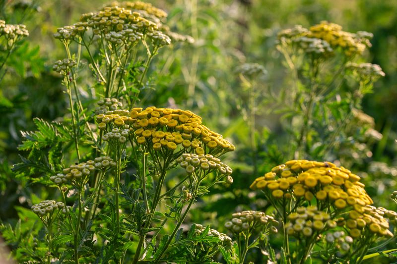 Precautions To Know Before Planting Tansy