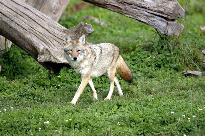 Predator Urine Like Fox Or Coyote
