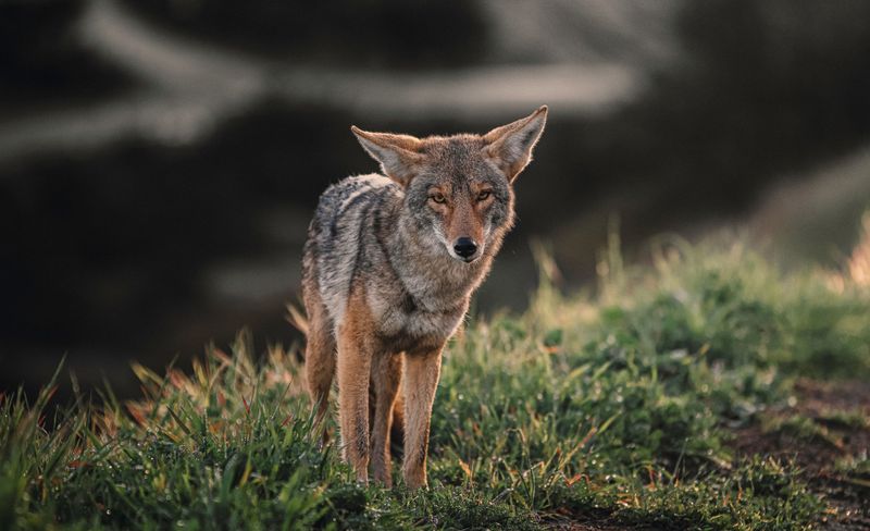 Predator Urine Signals Danger Near Garden Borders Predator Urine Signals Danger Near Garden Borders