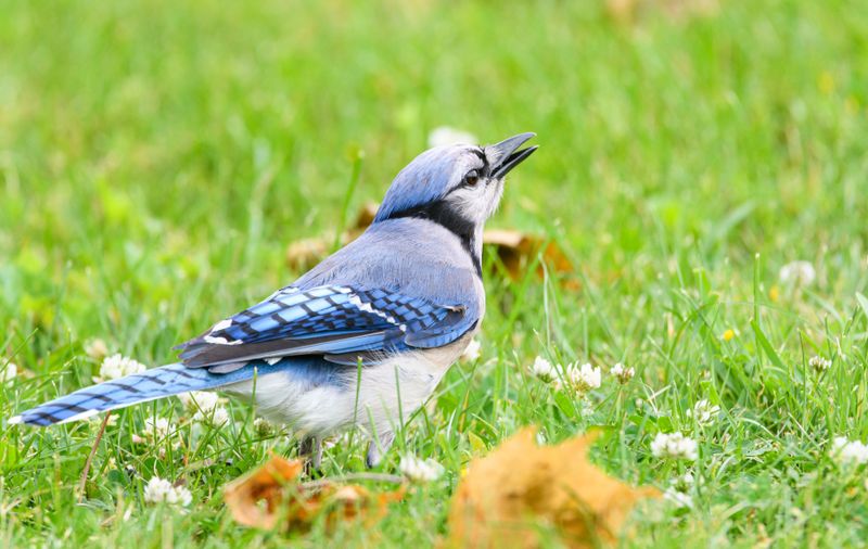 Predator Warnings Explain Most Repeated Blue Jay Screaming