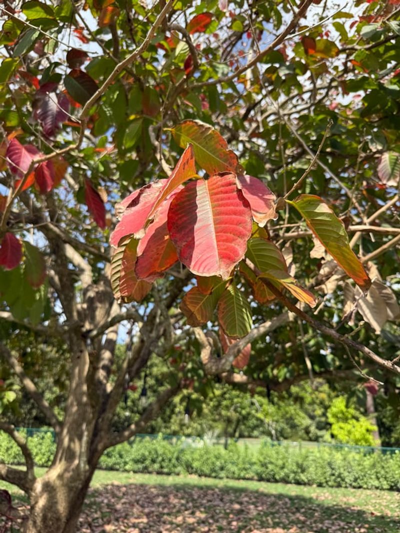 Premature Leaf Drop Can Happen Before Fall